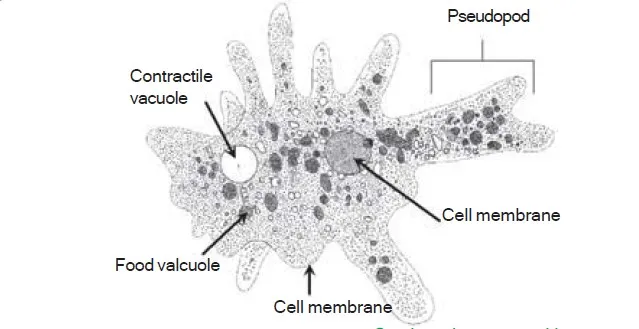 bagian tubuh amoeba 365aaa4