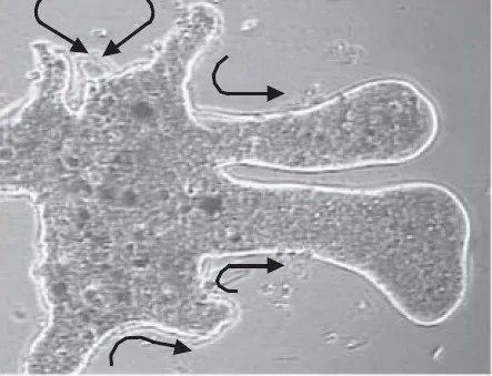 cara bergerak amoeba 55895akk