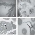 Contoh Protozoa Jkj545454