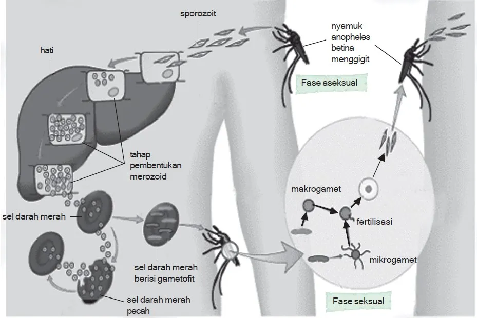 daur hidup plasmodium malaria 5624lkjh