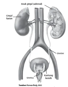 Ginjal merupakan bagian dari sistem urinaria.