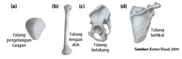(a) Tulang pendek, (b) tulang pipa, (c) tulang ireguler, dan (d) tulang pipih
