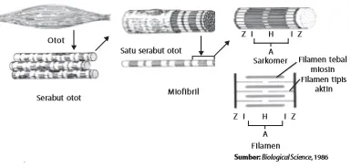 Struktur otot rangka
