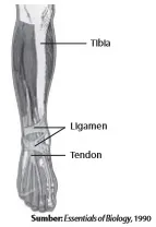 Ligamen yang membungkus sendi