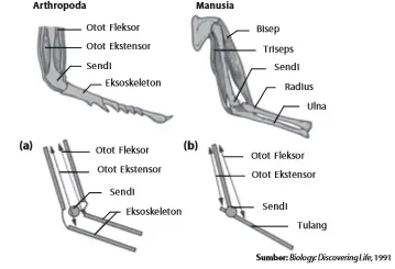 Hubungan antartulang dan sendi pada (a) Arthopoda dan (b) manusia