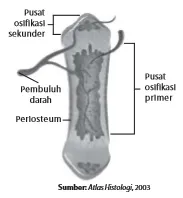 Proses pembentukan tulang