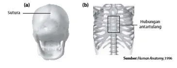 (a) Sinartosis sinfibrosis pada tengkorak dan (b) sinartrosis sinkondrosis pada hubungan tulang rusuk dan tulang dada