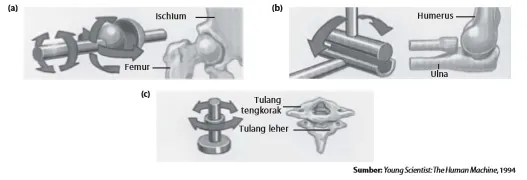 Jenis persendian diartosis pada manusia, yaitu (a) sendi peluru, (b) sendi engsel, dan (c) sendi putar.