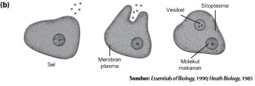 endositosis