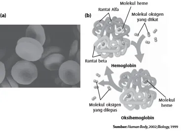 Bentuk sel darah merah dan (b) struktur hemoglobin
