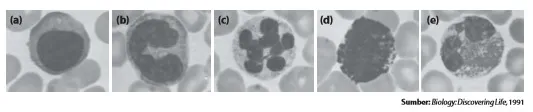 Macam-macam sel darah putih, yaitu (a) limfosit, (b) monosit, (c) neutrofil, (d) basofil, dan (e) eosinofil