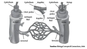 Secara anatomis, arteri dan vena terdiri atas tiga lapis. Salah satu perbedaannya adalah arteri memiliki dinding tebal dan elastis, sedangkan vena memiliki dinding tipis dan kurang elastis
