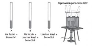 Percobaan Biologi Fungsi Ludah