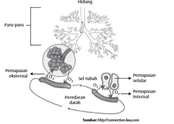 Tiga macam pernapasan pada manusia