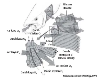 Ikan menggunakan insang untuk bernapas