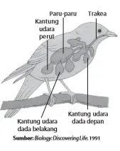 Pernapasan pada burung dibentuk oleh kantung-kantung udara.