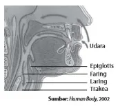 Pada faring terdapat epiglotis