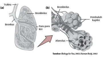 (a) Bronkus akan bercabang-cabang menjadi bronkiolus. (b) Ujung-ujung bronkiolus membentuk alveolus.
