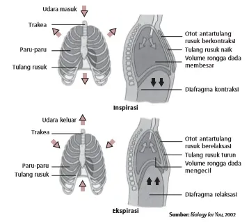 Mekanisme inspirasi dan ekspirasi