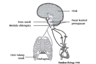 Otak berperan mengatur pernapasan.