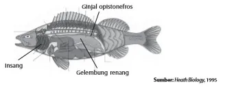 Organ ekskresi pada ikan adalah ginjal opistonefros.