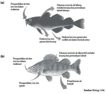 Sistem ekskresi pada (a) ikan air laut, dan (b) ikan air tawar