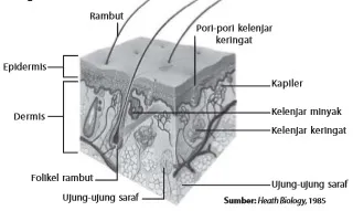 Kulit mengeluarkan keringat sebagai proses ekskresi.