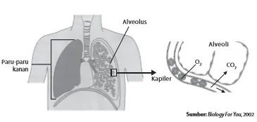 Paru-paru mengeluarkan CO2 sebagai hasil metabolisme sel-sel tubuh.