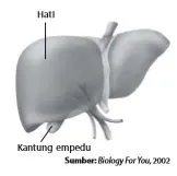 Hati berfungsi menghasilkan cairan empedu