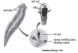 Nefridia merupakan organ ekskresi pada planaria