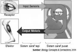 Organisasi sistem saraf