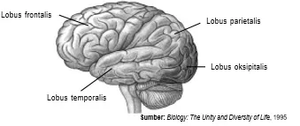 Di cerebrum terdapat empat bagian yang memiliki fungsi berbeda-beda.
