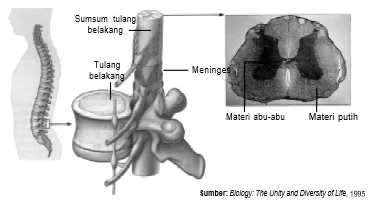 Struktur sumsum tulang belakang