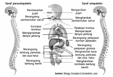 Saraf otonom dibagi menjadi dua, yaitu saraf parasimpatetis dan saraf simpatetis