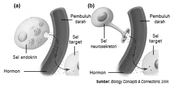 Sel endokrin dan (b) sel neurosekretori
