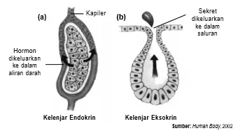 Perbedaan antara (a) kelenjar endokrin dan (b) kelenjar eksokrin, terletak pada jalur sekret yang dikeluarkan.
