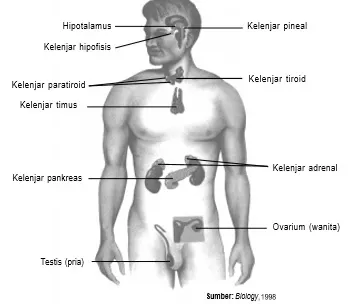 Kelenjar endokrin pada tubuh manusia