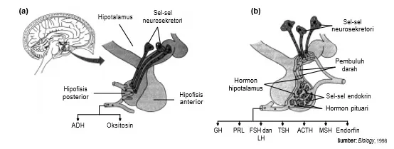 Hormon-hormon yang dihasilkan oleh (a) hipofisis posterior dan (b) hipofisis anterior