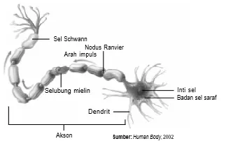 Struktur neuron