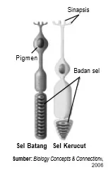 Sel kerucut dan sel batang