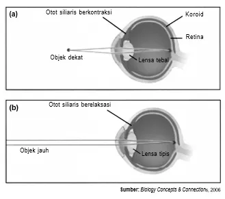 Bentuk lensa pada (a) penglihatan jarak dekat dan (b) penglihatan jarak jauh