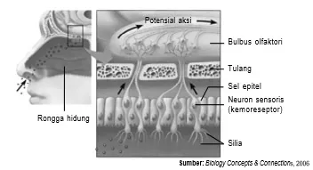 Mekanisme penciuman oleh hidung