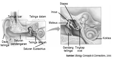 Telinga terbagi menjadi telinga luar, telinga dalam, telinga tengah, dan telinga dalam.