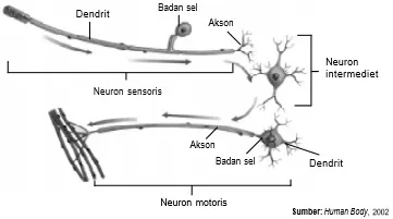Berdasarkan struktur dan  fungsinya, neuron dibagi menjadi neuron sensoris, neuron intermediet, dan neuron motoris