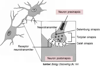 Struktur sinapsis