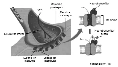 Mekanisme pelepasan neurotransmiter oleh sinapsis.