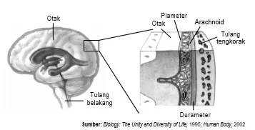 Struktur meninges pada otak
