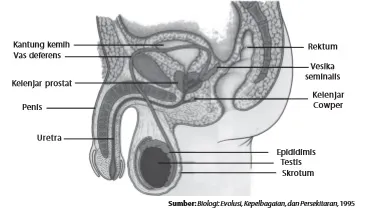 Organ reproduksi pria
