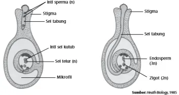 Pembuahan ganda pada tumbuhan