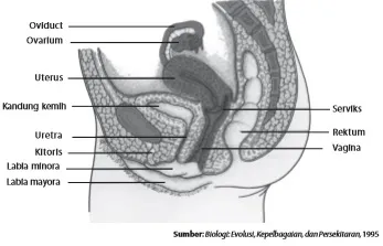 Organ reproduksi wanita